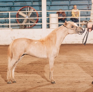 Twister KS Show 25 W.jpg